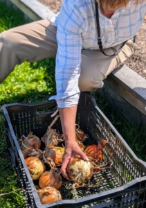 Enma fills the crates. When picking, use containers that provide good air circulation such as these milk crates.