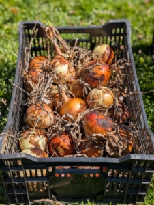 Be sure to pick onions when they are dry, meaning never after a rain shower. Picking them whey they are dry prevents spoilage.