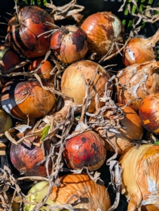 Yellow onions are full-flavored and are a reliable standby for cooking almost anything. White onions are often used in prepared salads, white sauces, and classic Mexican cuisine. They’re also loved in soups, stews, braises, and rice pilaf.