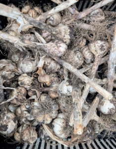 Garlic is considered cured when the outer skin is dry and crispy, the stem neck is constricted, and the cut stem’s center is hard.