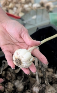 Here is a garlic head after it is cleaned and trimmed.