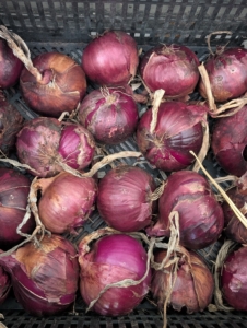 Elvira picked lots of red onions, which are most often used for their color and mild flavor in salads, salsas, and other raw preparations.