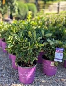 As a serious and curious gardener, I am always looking for ways to add more beauty and texture to all my garden beds, so I was excited when a delivery of plants arrived at my farm from First Editions.