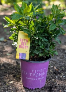 This delivery includes a selection of Electric Lights Red Azaleas. These azaleas are the first true red azaleas for cold climate gardens - they should thrive, here, at my farm.