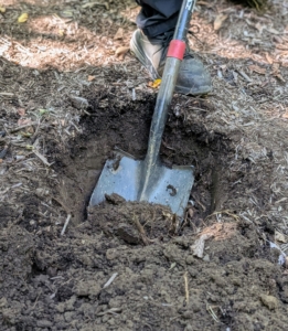 Matt starts by digging all the holes. When planting, dig a hole at least twice the size of the plant. Azaleas thrive in moist, well-drained soils high in organic matter.