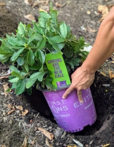 Matt tests the potted plant in the hole to make sure it is deep enough.