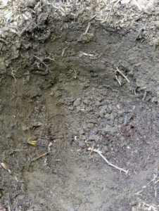 The hole sides should be slanted and the hole should be no deeper than the root ball is tall, so it can be placed directly on undisturbed soil. Digging a wide planting hole helps to provide the best opportunity for roots to expand into its new growing environment.