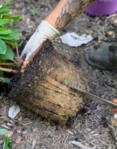 Always scarify before putting plants into the ground. Scarifying stimulates root growth. Essentially, one breaks up small portions of the root ball to loosen the roots a bit and create some beneficial injuries. This helps the plant become established more quickly in its new environment. Matt removes the plant from its pot and using a hori hori, scarifies the sides of the root ball.