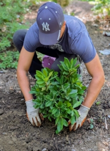 Once Matt is sure the plant is placed properly, the azalea is backfilled. Also ensure the best side is facing the outside - that's what passers-by will see. Azaleas have short root systems, so they can easily be transplanted in early spring or early fall.