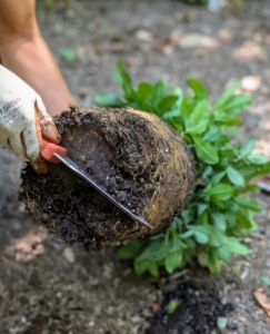 Cuts don't have to be deep - just enough to cut through the root ball. Don't be afraid to be a little rough.