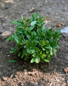 These azaleas are also fragrant and are sure to be great additions to the garden. I'll be sure to share more photos when they're in full bloom next spring. I can't wait.