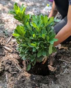 The plant is tested in the hole again and checked to be sure it is at the right depth. This is important. Planting too deep could eventually cause deterioration at the soil line and kill the plant.