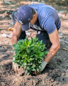 Matt also tamps down to make sure there is good contact between the soil and the root ball.