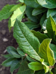 Azalea leaves are typically elliptical or oval-shaped. They also have a glossy finish. The length of azalea leaves ranges from as little as a quarter-inch to more than six inches. Healthy azaleas will be free from any leaf spots or wilting.