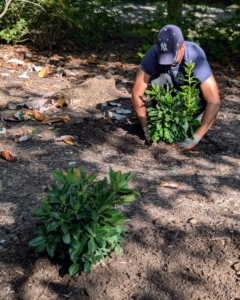 Azaleas should be planted at least two to four feet apart depending on the variety's mature size. These will be about three to four feet wide and four to five feet tall.