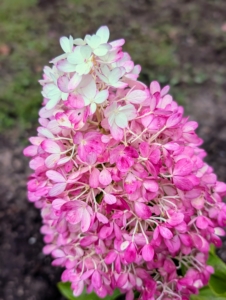 Here's a closer look at a panicle bloom which contains both light and dark pink.