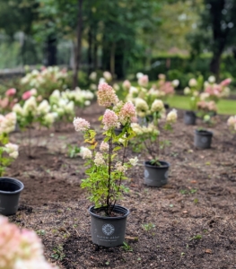 And here are the hydrangeas this week just before planting in this new garden bed.