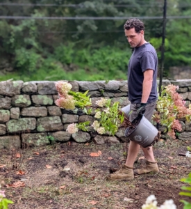 Ryan focuses on placing the plants in the bed. As with all new plants, the potted hydrangeas are carefully positioned where they will be planted to ensure good spacing and arrangement. Hydrangeas should be at least four feet apart when planted in groups.