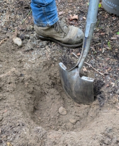 Each hole should always be twice as wide as the plant's root ball and several inches deeper than the original pot. This ensures that the roots have enough room to grow and spread properly.