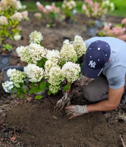 In the ground, the plant should sit at the same depth it was in the pot. Matthew spreads the soil evenly and tamps lightly at the end to ensure good contact.