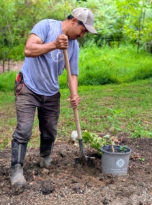 It was all hands on deck to get the 90 hydrangeas planted before lunch. Here's Pasang digging one of the holes.