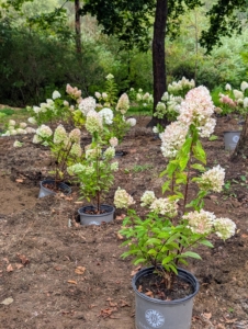 The crew works in a production line process. The holes are dug first before any planting begins. Placing the plants in their designated holes also helps to keep track of the holes dug.