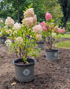 This variety features bright white flower panicles that bloom every year and age from light to dark antique pink. Strong stems keep the showy blooms from flopping over and the compact size fills in nicely when planted in numbers.
