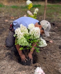 Pasang plants the hydrangea similar to the way it was planted in the pot. Planting them too deep can bury the stems, which can promote root rot.