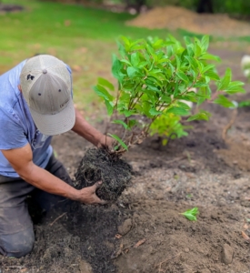 Pasang uses his hands to scarify the root ball and stimulate growth. Since these were just potted last spring, the root ball soil is still soft and easy to break up.