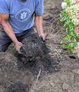 Hydrangeas have a fibrous root system, which means their roots are thin and branch out. The roots allow the plants to absorb water and nutrients from the top layers of soil.