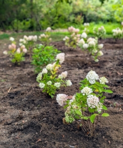 In just a couple of hours, all the hydrangeas are planted and looking great.
