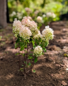 Remember, perennials like hydrangeas generally grow slowly the first year, faster the second year, and then reach full size in the third year.