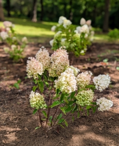 Hydrangeas prefer full sun to partial shade and moist, well-drained soil. I know these will do so well in this location.