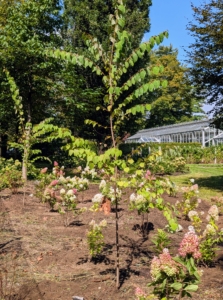 A row of trees was also planted to offer some dappled shade over the hydrangeas once mature. These are katsura trees. what do you think? Following is a short clip showing the bed at the end of the day.