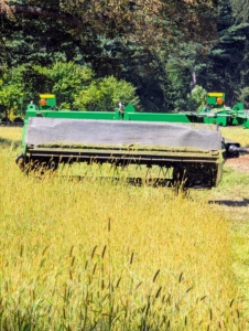 On cutting day, Chhiring goes around the fields counter clockwise cutting all the hay. The process of cutting should take about an hour and a half per field. I have three.