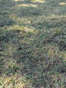 Here is an area of cut, tedded hay. As it dries, it will become less green and more of a tan color, indicating it is dry.