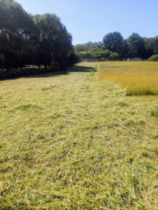 It is important that Chhiring moves slowly enough to get every area of the hay field cut. He does not want to miss any bit.
