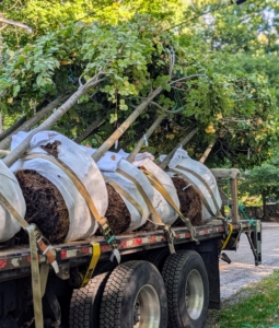 There is always so much happening at my farm. On this day, several truck loads of trees are delivered from Select Horticulture. Every tree is carefully positioned and strapped for the short drive.