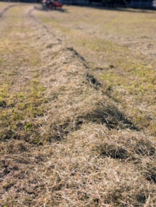 Fernando moves at about six to eight miles per hour. The speed actually makes a difference in creating the windrows – slower speed results in a wider windrow that is not well filled in the middle. High speed results in a narrower windrow that is over filled in the middle.