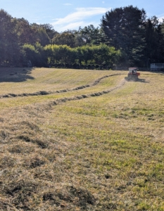 All the windrows are lined up next to each other with enough room in between for the baler to maneuver properly around the field.