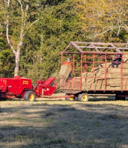 Here is a bale of hay as it is lifted in the baler’s reel and moved up the conveyor belt and then propelled into the wagon by a mechanical arm called a thrower or a kicker. The bales are manageable for one person to handle, about 45 to 60 pounds each.
