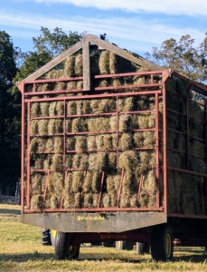 In less than an hour, the wagon is almost completely filled with bales of hay. Each bale is about 15 by 18 by 40 inches large. The number of flakes in the bale is determined by a setting in the baler. Many balers are set for 10 to 12 flakes per bale. I have two hay trailers. Each one can hold about 250-bales.