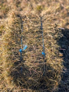 Here is a freshly baled “square” of hay grown and harvested right here at my farm. My hay is a mixture of timothy, orchard grass, Kentucky bluegrass, ryegrass, and clovers – all great for my horses. And they love this second cut!