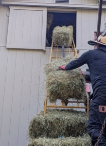 To get the bales up into the hayloft of my run-in stable, a long motorized bale conveyor, or hay elevator, is set up. A hay elevator is an open skeletal frame, with a chain that has dull three-inch spikes every few feet to grab bales and drag them along. It works as a pulley system on a track that moves the bales up to the loft.