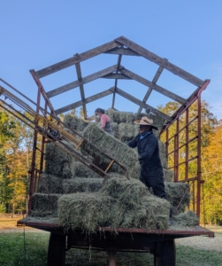 Cesar and Helen will load the elevator until all the bales are up in the loft. Phurba and Matthew take in the bales and stack them inside. This process is the most laborious - the bales are heavy, but this experienced team gets it done in less than an hour.