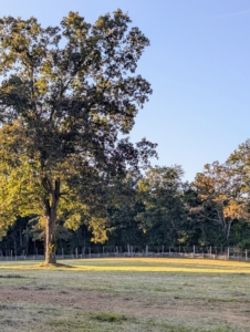 This run-in field provides a great crop of hay. There are two more giant fields to go. It makes me so happy to know I can grow good, nutritious hay for my horses right here at my farm.