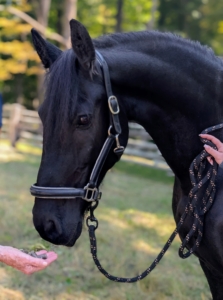 Here I am offering the horses their very first treats at my farm. Both horses are now on regular diets and eating very well.