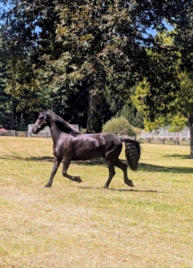 This is Ulysses, a three year old male. It's so wonderful to see him run and enjoy his new surroundings.