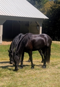 Both horses are strong eaters. Here they are grazing on what's left over from the recent hay harvest.