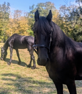 I think Ulysses is getting accustomed to the camera. There have been lots of photos taken of the pair these last few days.